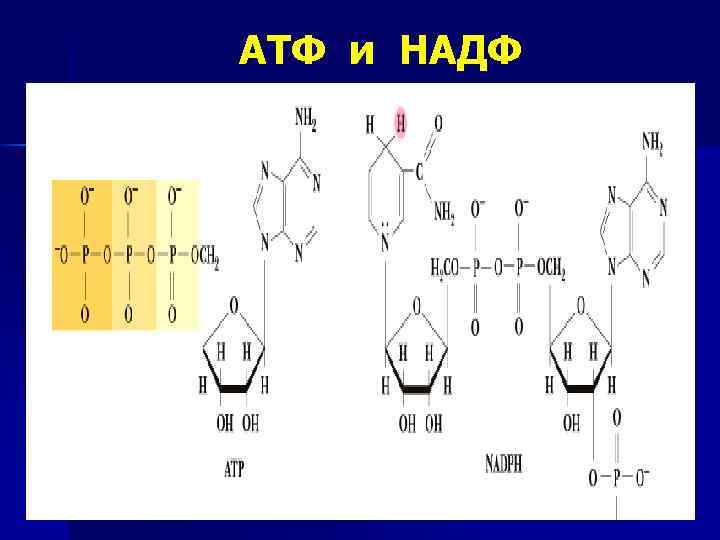 Материал атф. АТФ И НАДФ. НАДФ строение. НАДФ это в биологии. Структура НАДФ.