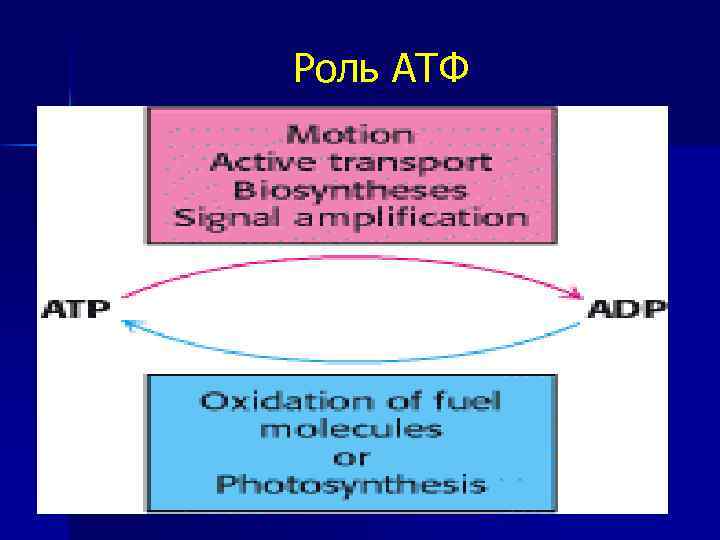 Роль АТФ 