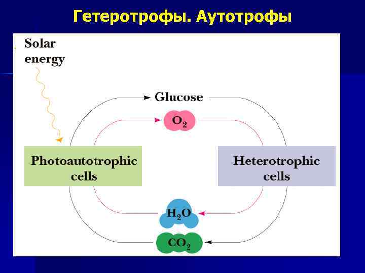 Гетеротрофы. Аутотрофы. 