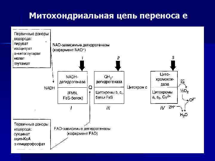 Цепь переноса. Компоненты митохондриальной цепи переноса электронов таблица. Схема митохондриальной цепи переноса электронов. Митохондриальная цепь переноса электронов таблица. Митохондриальная цепь переноса.