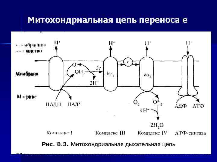 Митохондриальная цепь переноса е 
