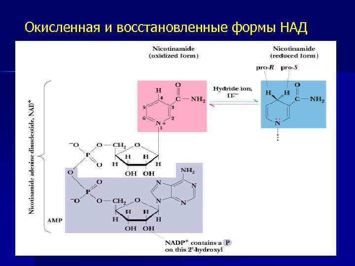 Формы восстановления. Строение окисленной и восстановленной форм над. Восстановленная и окисленная форма nad. Над + оксисденнпя форма. Окисленная форма и восстановленная форма.