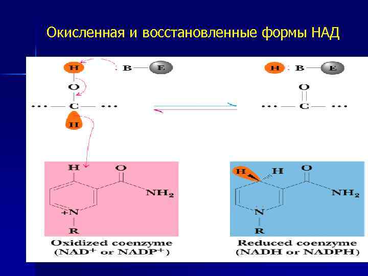Окисленная и восстановленные формы НАД 