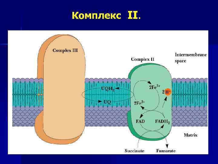 Комплекс II. 