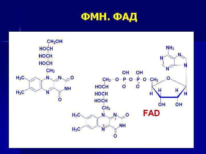 ФМН. ФАД 