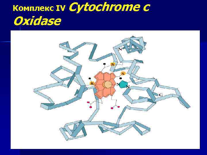 Комплекс IV Cytochrome Oxidase c 