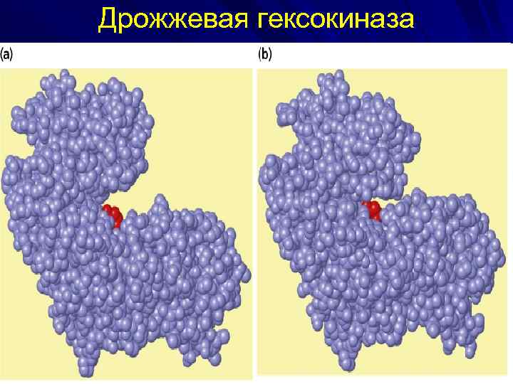 Дрожжевая гексокиназа 