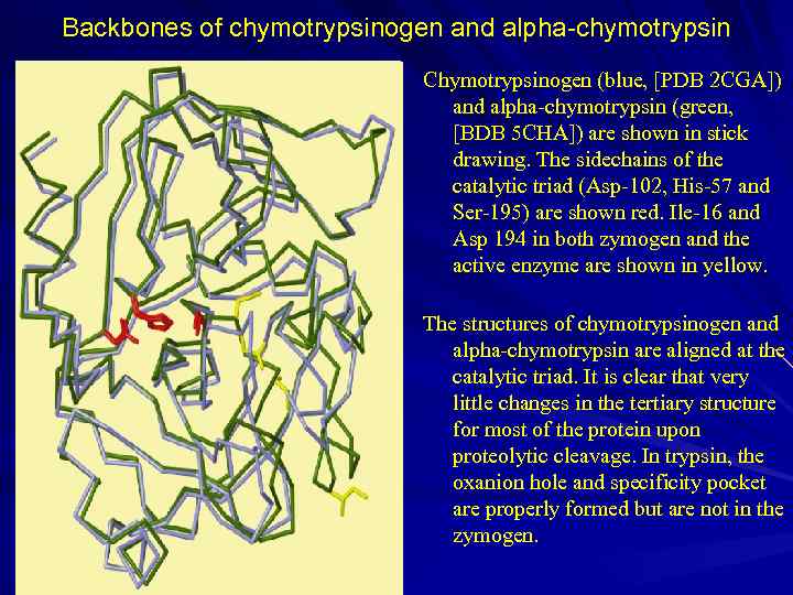 Backbones of chymotrypsinogen and alpha-chymotrypsin Chymotrypsinogen (blue, [PDB 2 CGA]) and alpha-chymotrypsin (green, [BDB