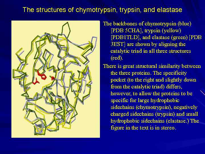 The structures of chymotrypsin, and elastase The backbones of chymotrypsin (blue) [PDB 5 CHA],