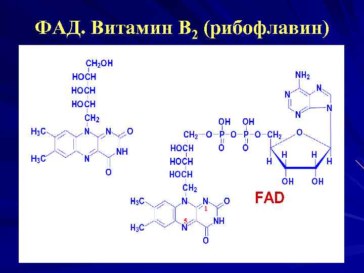 ФАД. Витамин В 2 (рибофлавин) 