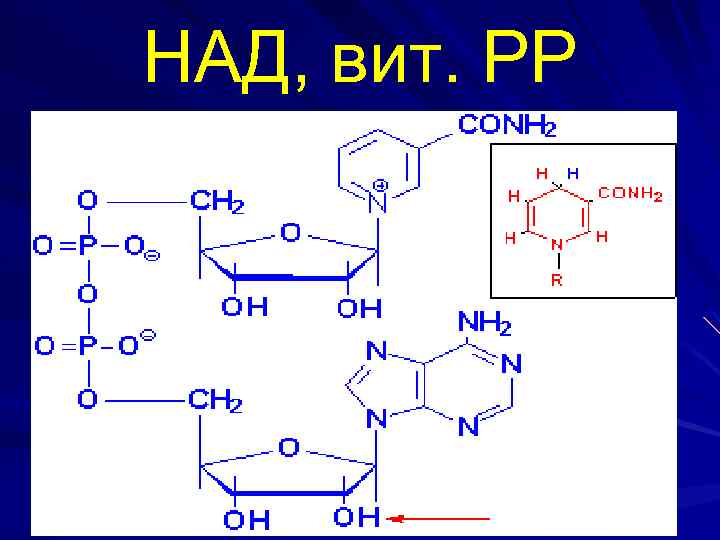 НАД, вит. РР 