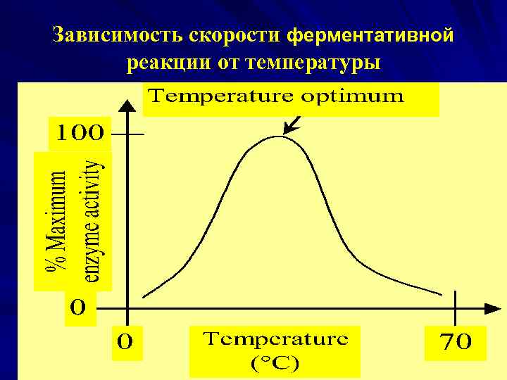 Зависимость скорости ферментативной реакции от температуры 