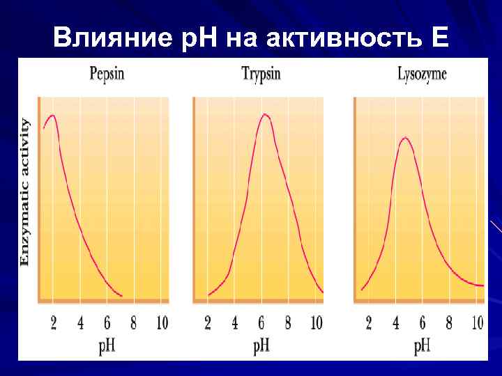 Влияние р. Н на активность Е 