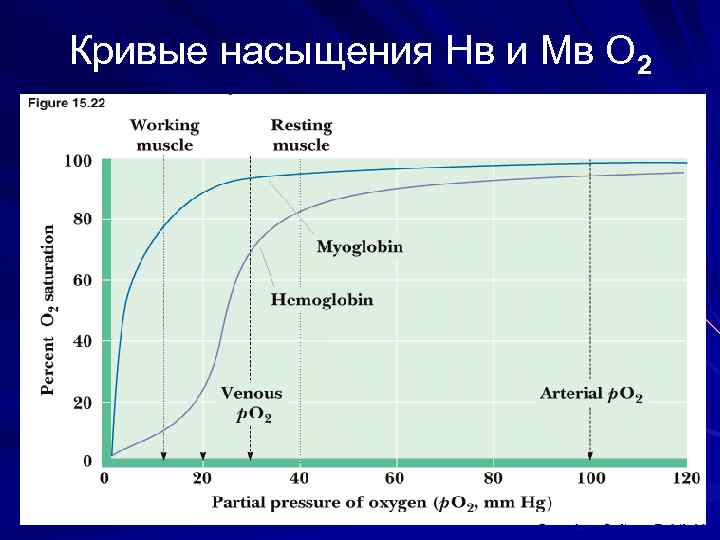 Кривые насыщения Нв и Мв О 2 