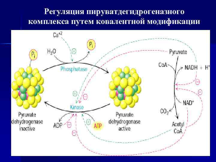 Структурно функциональная организация пируватдегидрогеназного комплекса схема