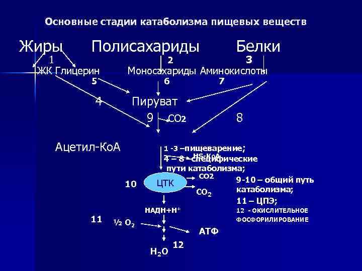 Основные стадии катаболизма пищевых веществ Жиры Полисахариды 1 ЖК Глицерин 3 Моносахариды Аминокислоты 2