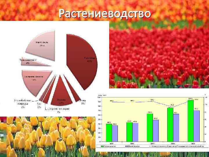 Растениеводство 