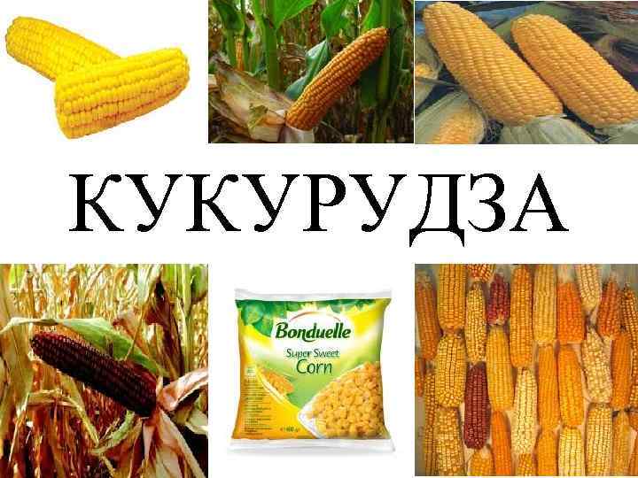 КУКУРУДЗА 