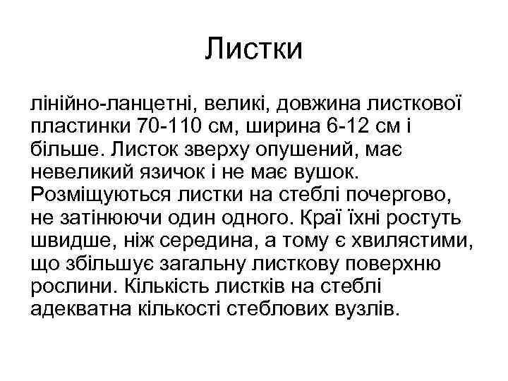 Листки лінійно-ланцетні, великі, довжина листкової пластинки 70 -110 см, ширина 6 -12 см і