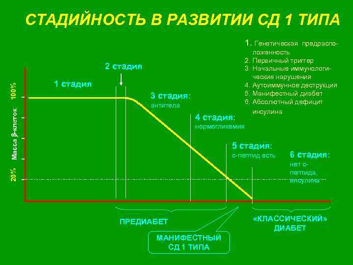 СТАДИЙНОСТЬ В РАЗВИТИИ СД 1 ТИПА 1. Генетическая предраспо- 1 стадия 3 стадия: антитела