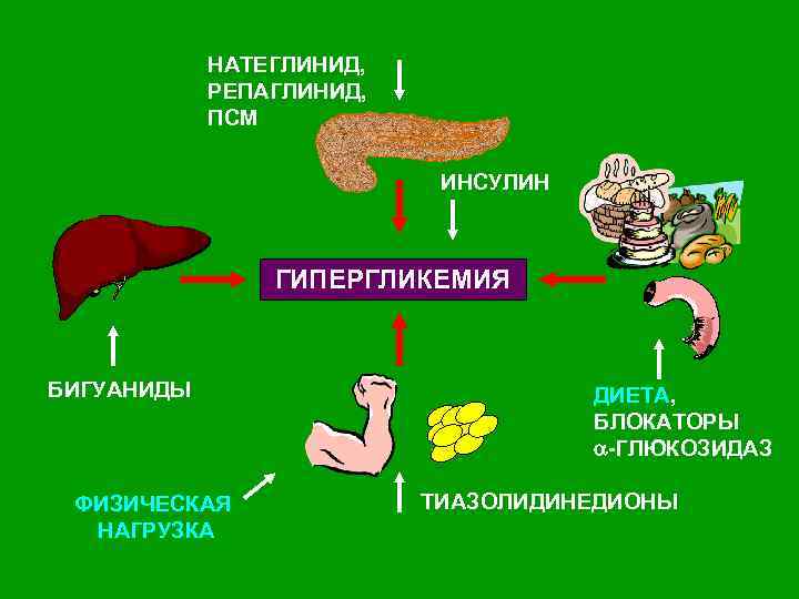 НАТЕГЛИНИД, РЕПАГЛИНИД, ПСМ ИНСУЛИН ГИПЕРГЛИКЕМИЯ БИГУАНИДЫ ФИЗИЧЕСКАЯ НАГРУЗКА ДИЕТА, БЛОКАТОРЫ -ГЛЮКОЗИДАЗ ТИАЗОЛИДИНЕДИОНЫ 