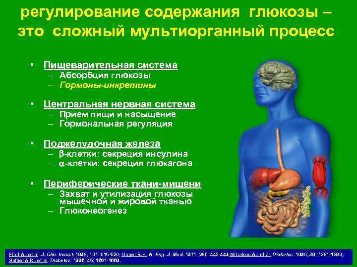 регулирование содержания глюкозы – это сложный мультиорганный процесс • Пищеварительная система – Абсорбция глюкозы