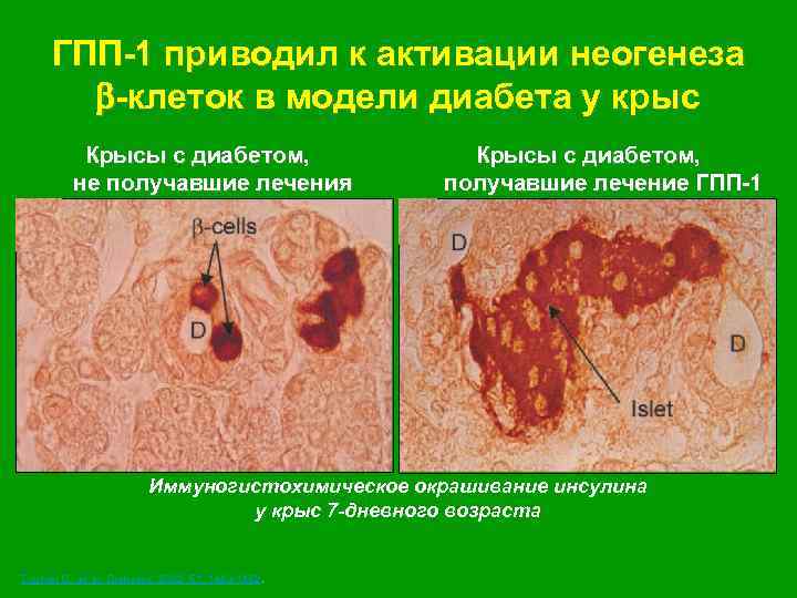 ГПП-1 приводил к активации неогенеза -клеток в модели диабета у крыс Крысы с диабетом,