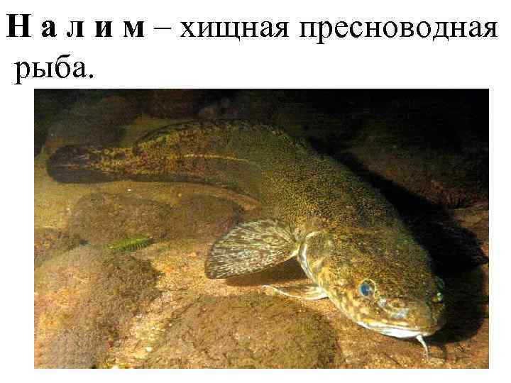 Н а л и м – хищная пресноводная рыба. 