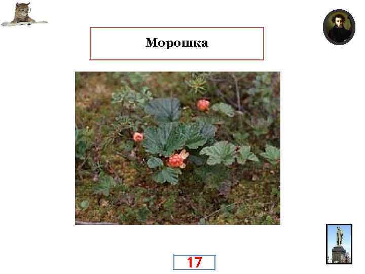  Любимые ягоды Поэта? Морошка 17 