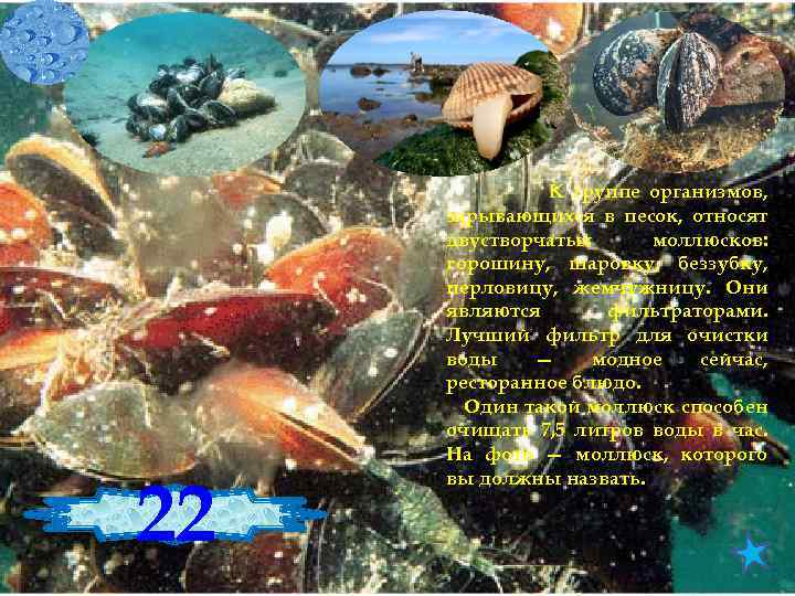 22 Устрица К группе организмов, зарывающихся в песок, относят двустворчатых моллюсков: горошину, шаровку, беззубку,