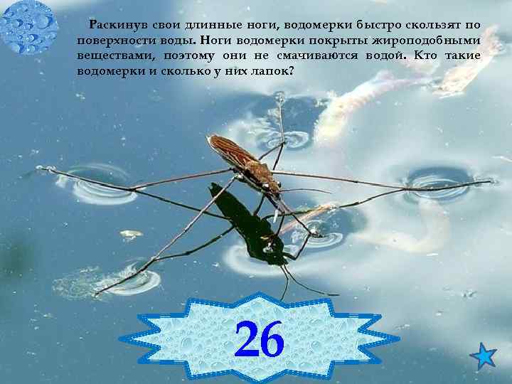 Раскинув свои длинные ноги, водомерки быстро скользят по поверхности воды. Ноги водомерки покрыты жироподобными