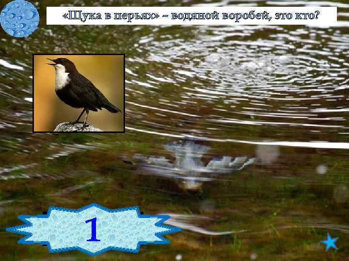  «Щука в перьях» – водяной воробей, это кто? 1 Оляпка 