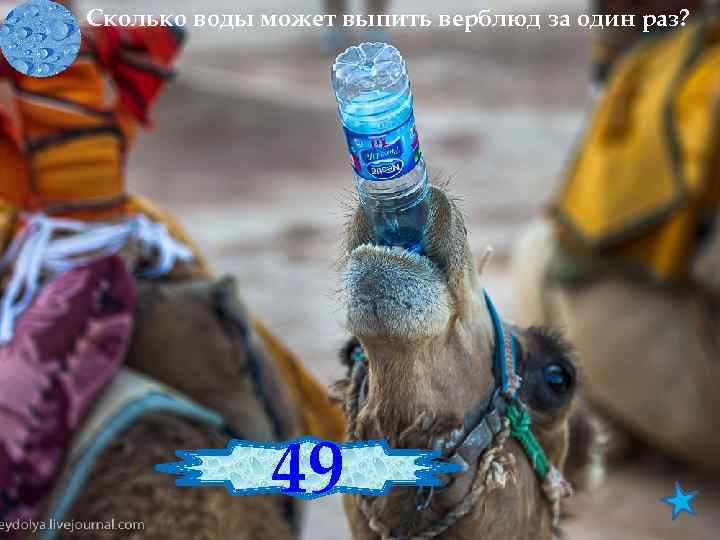 Сколько воды может выпить верблюд за один раз? 49 150 литров 