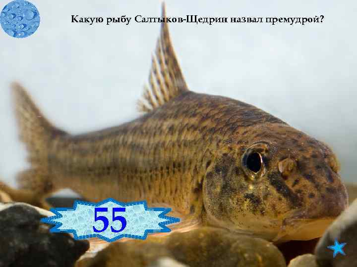 Какую рыбу Салтыков Щедрин назвал премудрой? 55 Премудрый пескарь 