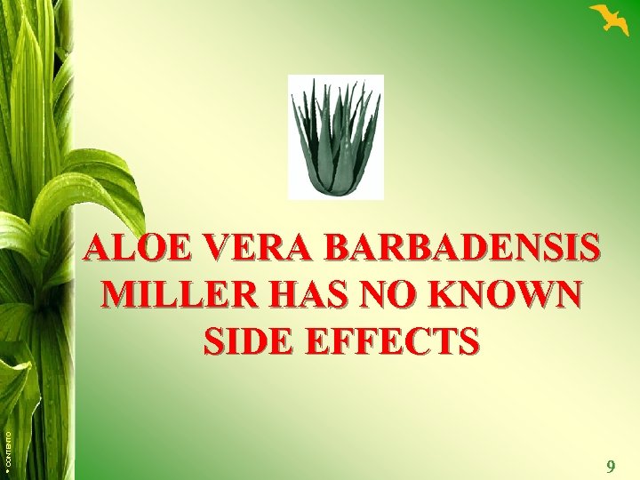 © CONTENTO ALOE VERA BARBADENSIS MILLER HAS NO KNOWN SIDE EFFECTS 9 