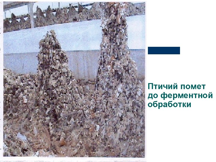 Птичий помет до ферментной обработки 