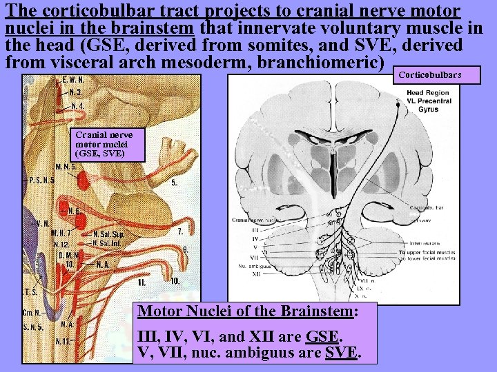 The corticobulbar tract projects to cranial nerve motor nuclei in the brainstem that innervate