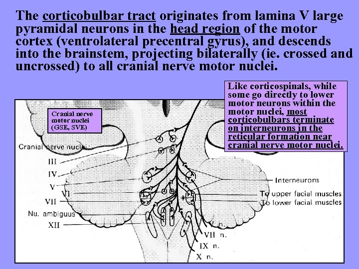 The corticobulbar tract originates from lamina V large pyramidal neurons in the head region