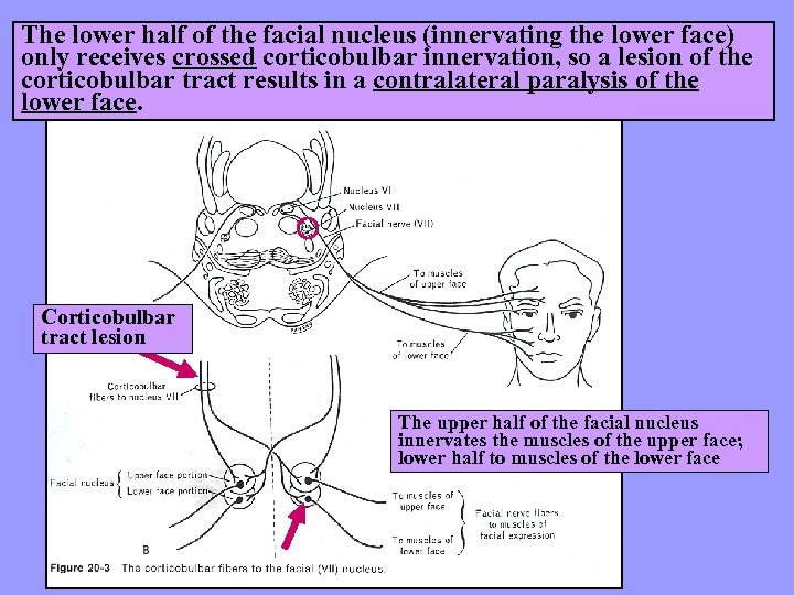 The lower half of the facial nucleus (innervating the lower face) only receives crossed