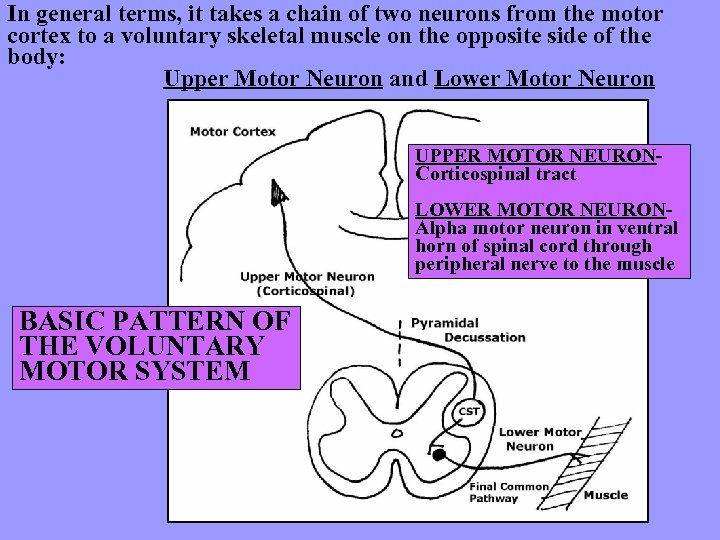 In general terms, it takes a chain of two neurons from the motor cortex