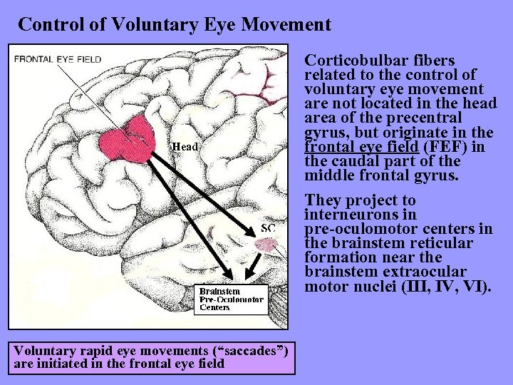 Control of Voluntary Eye Movement Head Voluntary rapid eye movements (“saccades”) are initiated in