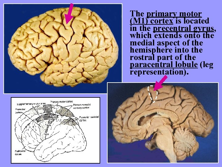 The primary motor (M 1) cortex is located in the precentral gyrus, which extends