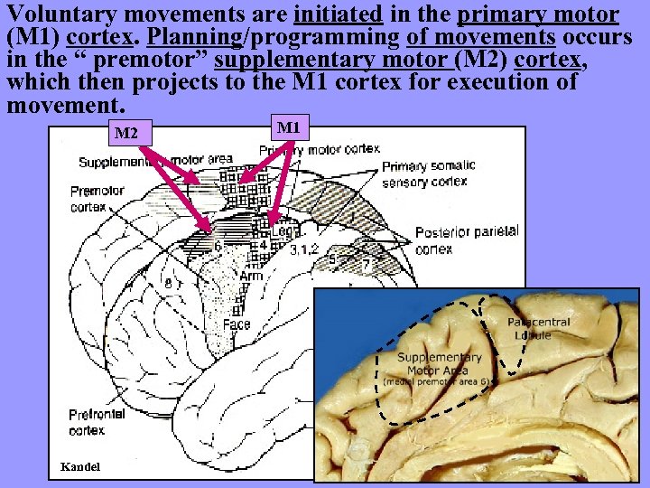 Voluntary movements are initiated in the primary motor (M 1) cortex. Planning/programming of movements