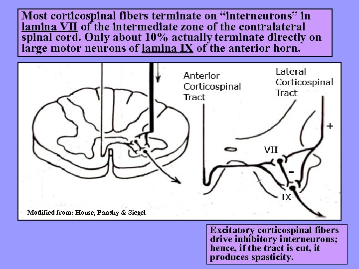 Most corticospinal fibers terminate on “interneurons” in lamina VII of the intermediate zone of