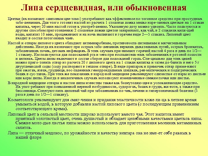 Липа сердцевидная, или обыкновенная Цветки (их называют «липовым цве том» ) употребляют как эффективное
