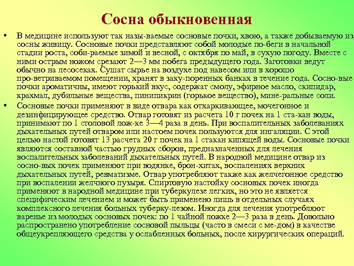 Сосна обыкновенная • • В медицине используют так назы ваемые сосновые почки, хвою, а