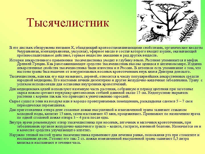 Тысячелистник В его листьях обнаружены витамин К, обладающий кровоостанавливающими свойствами, органические кислоты 9 муравьиная,