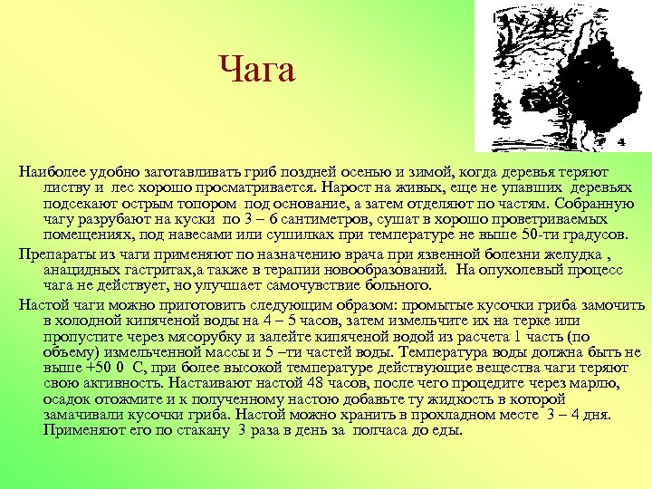 Чага Наиболее удобно заготавливать гриб поздней осенью и зимой, когда деревья теряют листву и