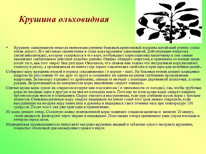 Крушина ольховидная • Крушину ольховидную некогда именовали ревенем бедняков. привозимый издалека китайский ревень стоил