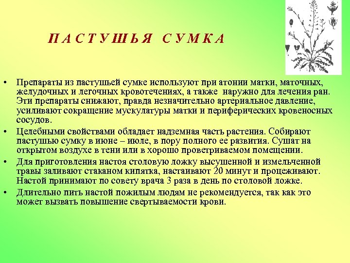 ПАСТУШЬЯ СУМКА • Препараты из пастушьей сумке используют при атонии матки, маточных, желудочных и